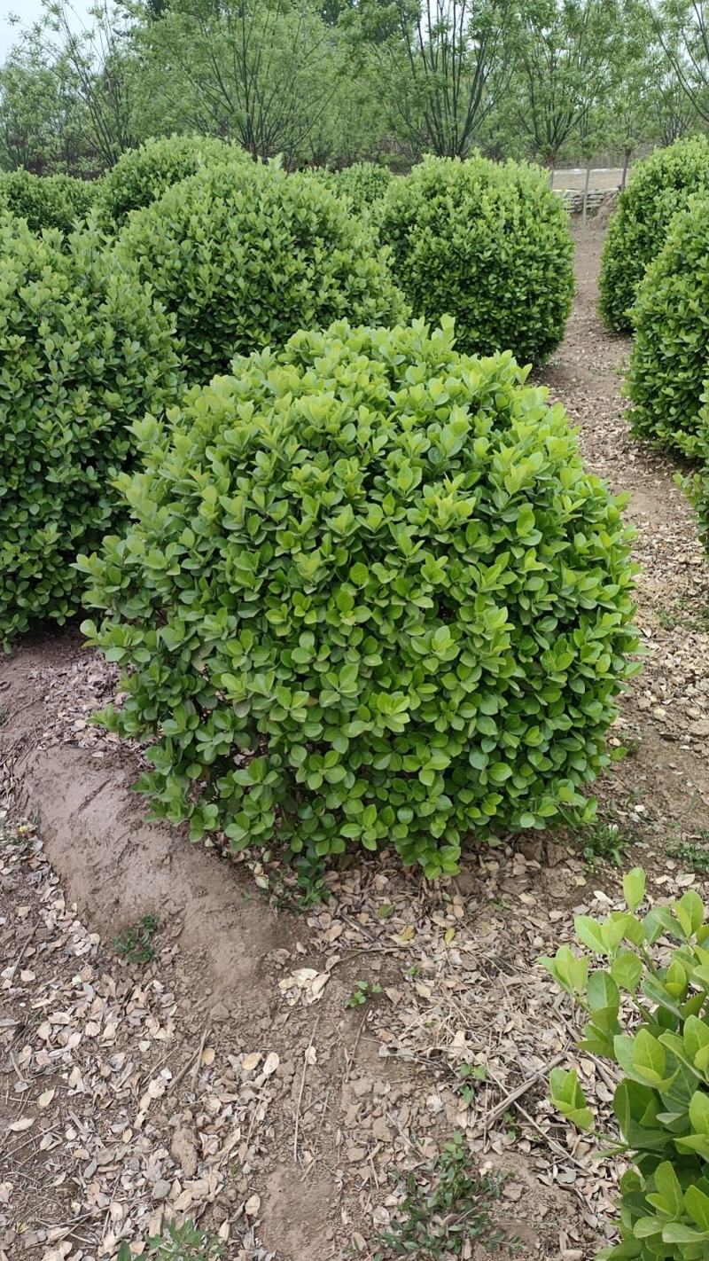 河北独杆卫矛球，精品出售，数量5万棵