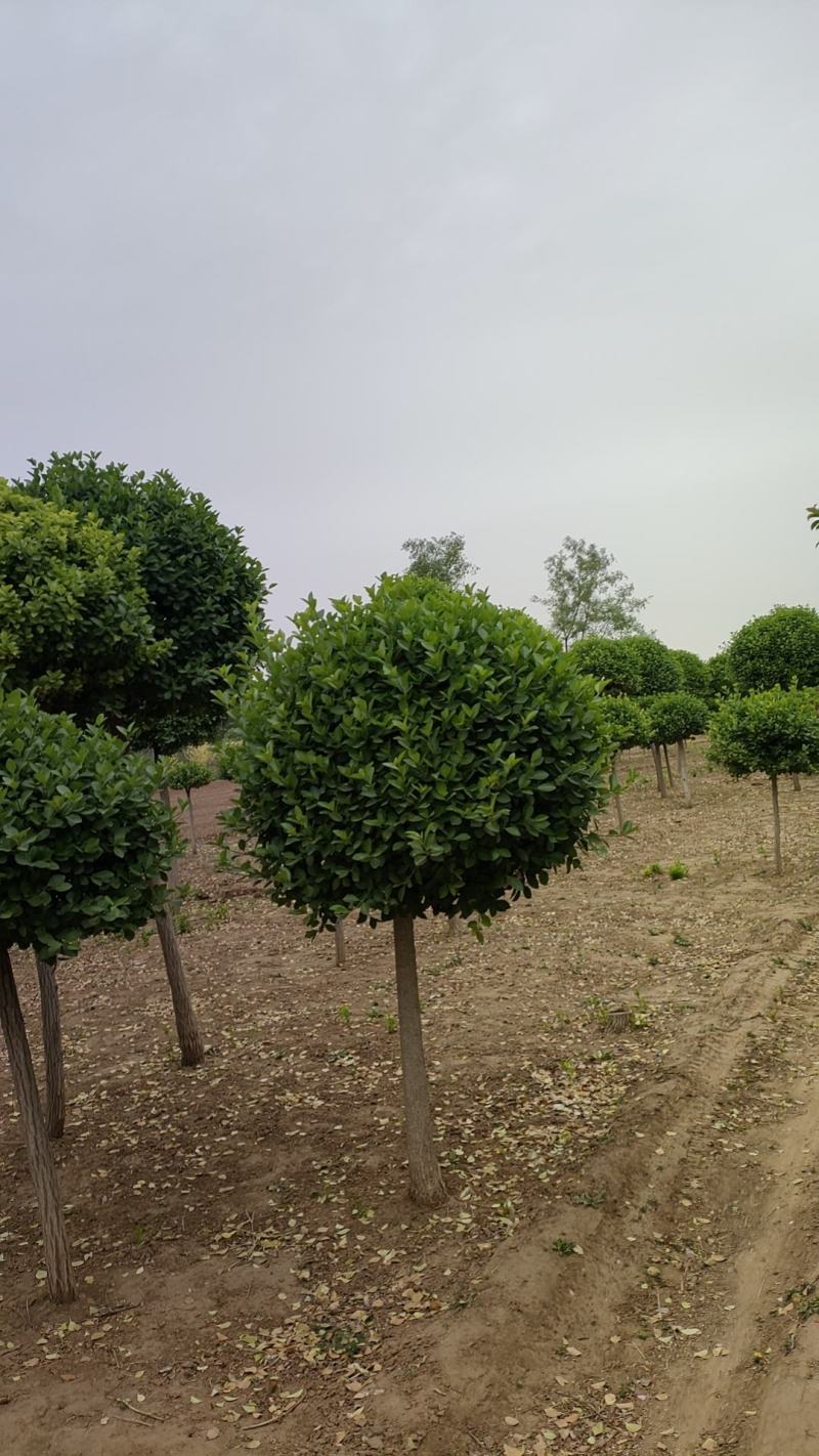 河北独杆卫矛球，精品出售，数量5万棵