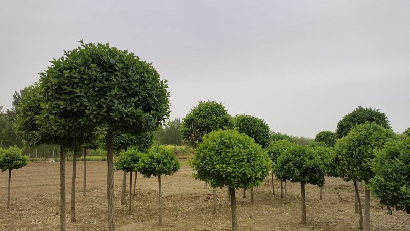 河北独杆卫矛球，精品出售，数量5万棵