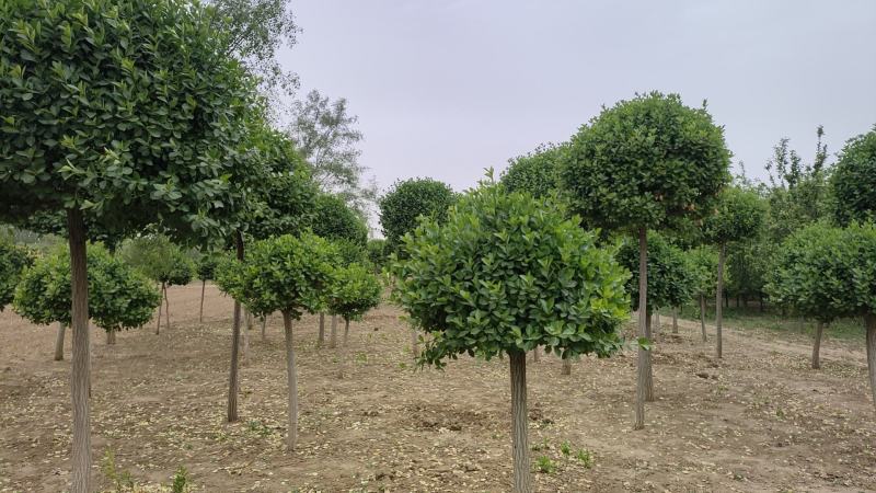 河北独杆卫矛球，精品出售，数量5万棵