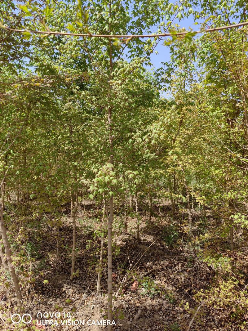 河北独杆卫矛球，精品出售，数量5万棵