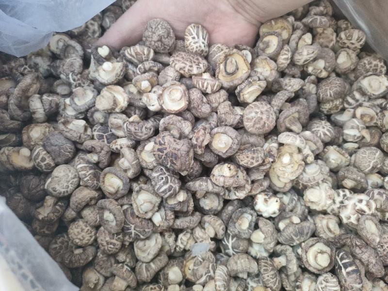 东北香菇花菇香菇腿批发，一手货源，基地直发接商超市场电商！