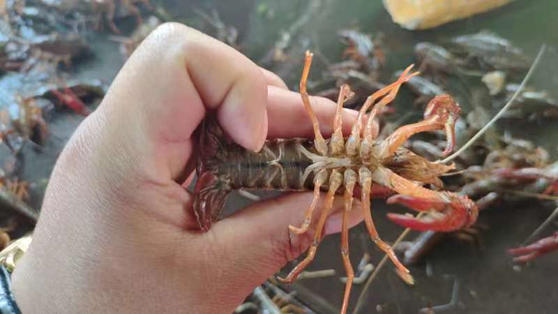 展示龙巢盱眙小龙虾的品牌LOGO与名称拼写 龙巢盱眙小龙虾品牌LOGO展示