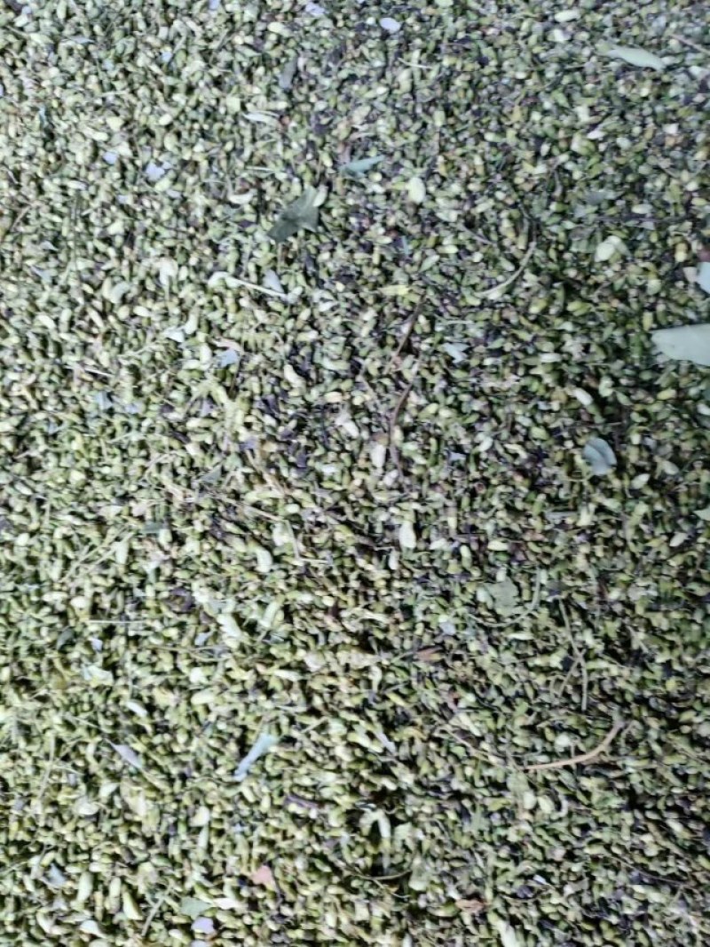 河北槐米品质保证诚信经营欢迎联系药材基地量大优惠