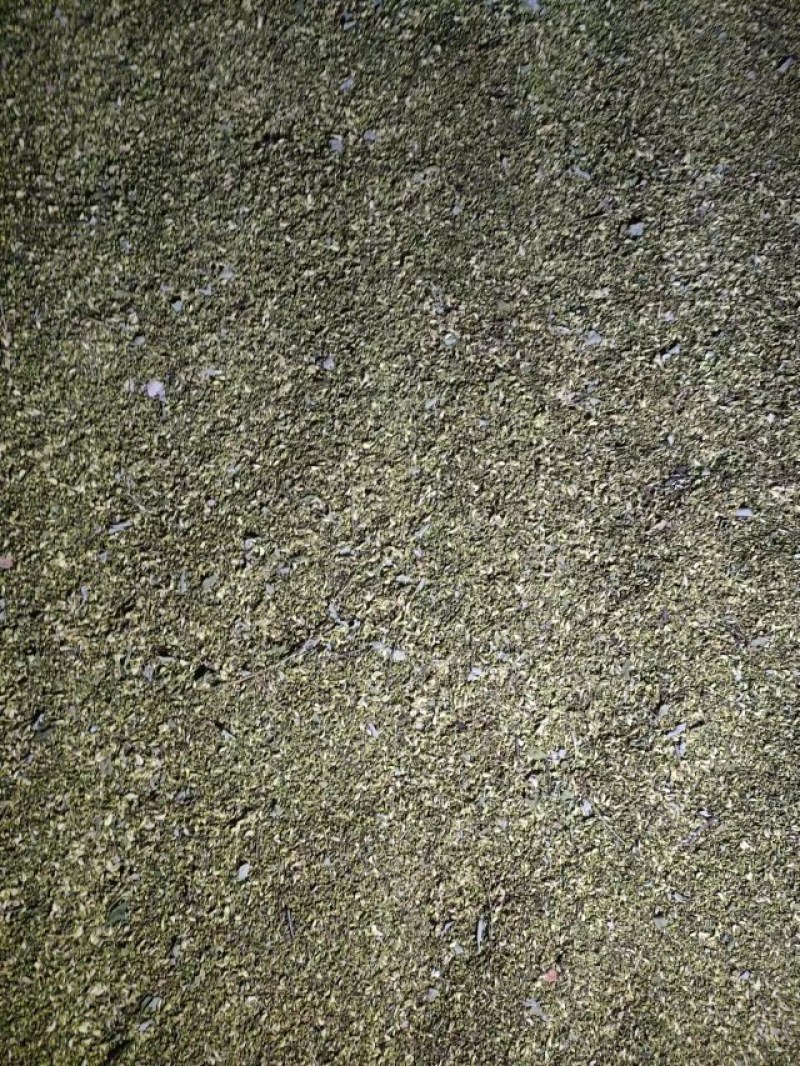 河北槐米品质保证诚信经营欢迎联系药材基地量大优惠