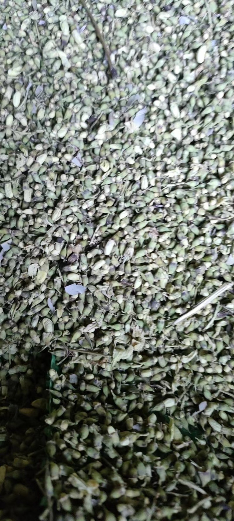河北槐米品质保证诚信经营欢迎联系药材基地量大优惠