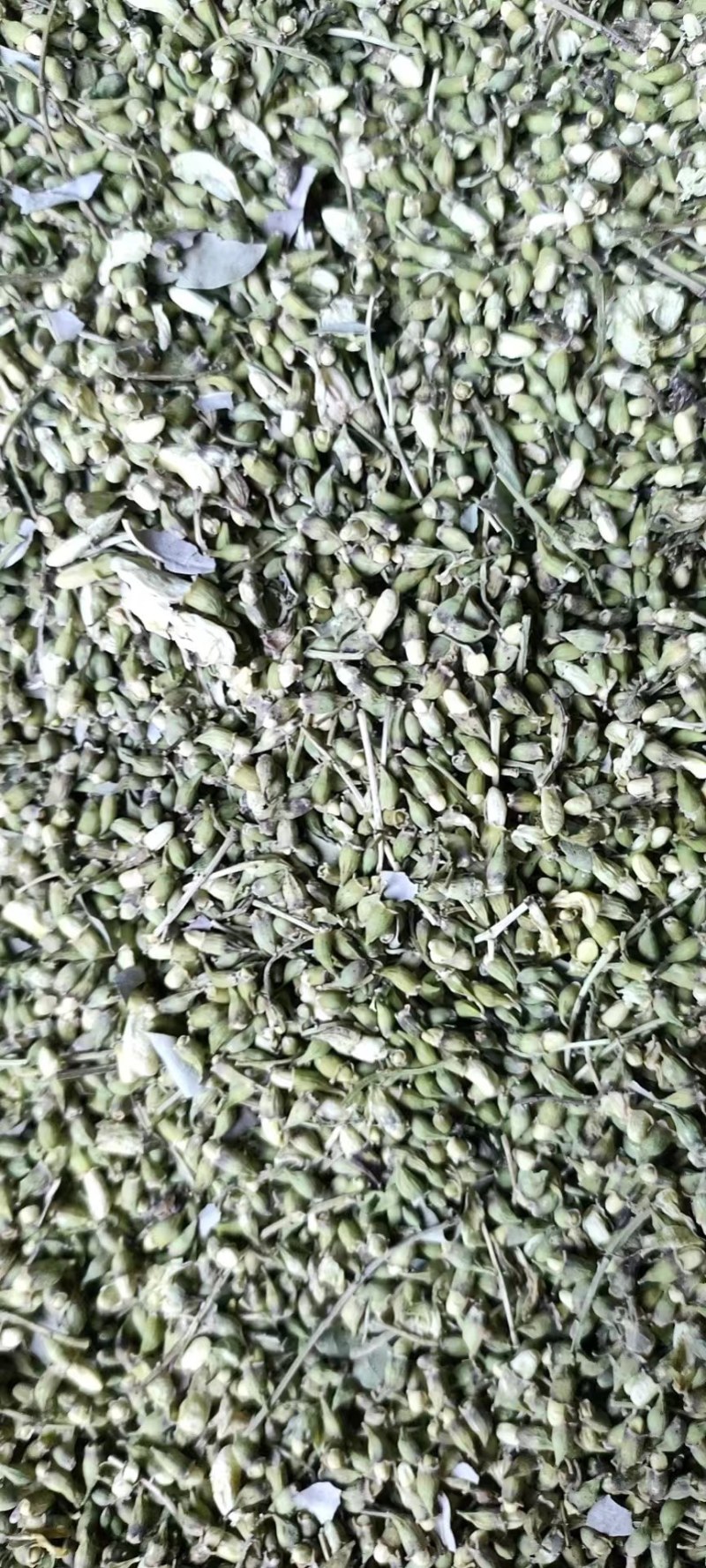 河北槐米品质保证诚信经营欢迎联系药材基地量大优惠