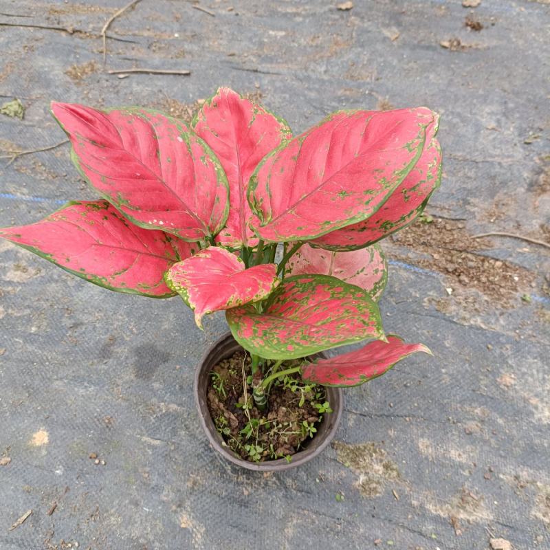 红如意万年青盆栽如意皇后彩叶粗肋草室内花卉绿植