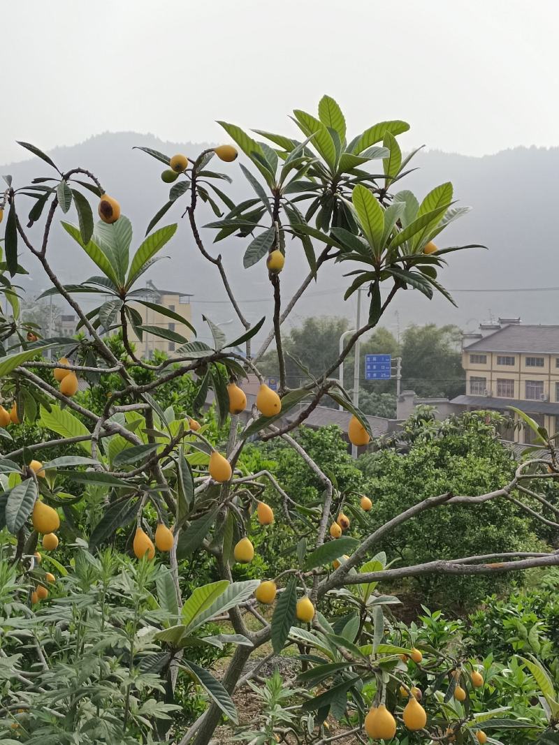巴阳河边大量星