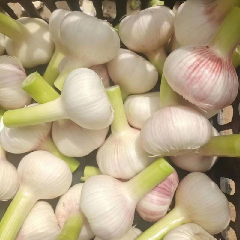 杞县早熟蒜，土蒜