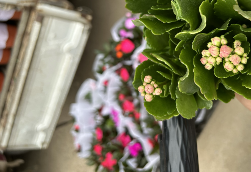长寿花四季开花带花苞发货