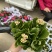 长寿花四季开花带花苞发货
