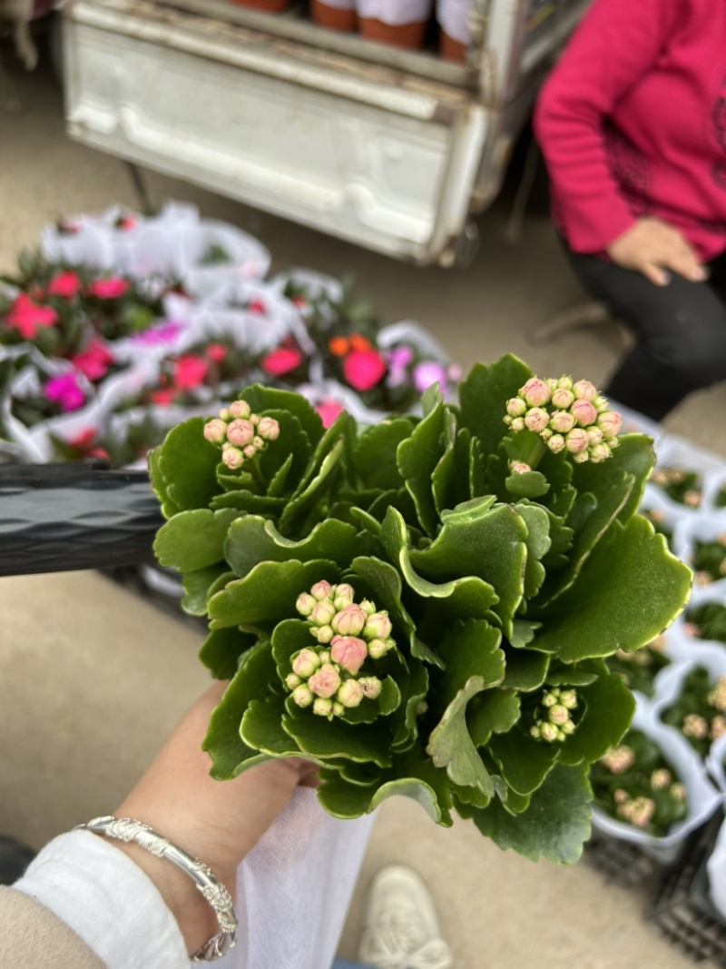 长寿花四季开花带花苞发货