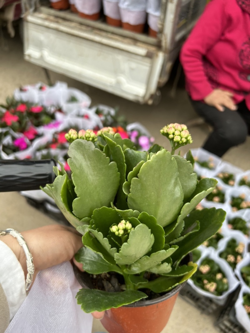 长寿花四季开花带花苞发货