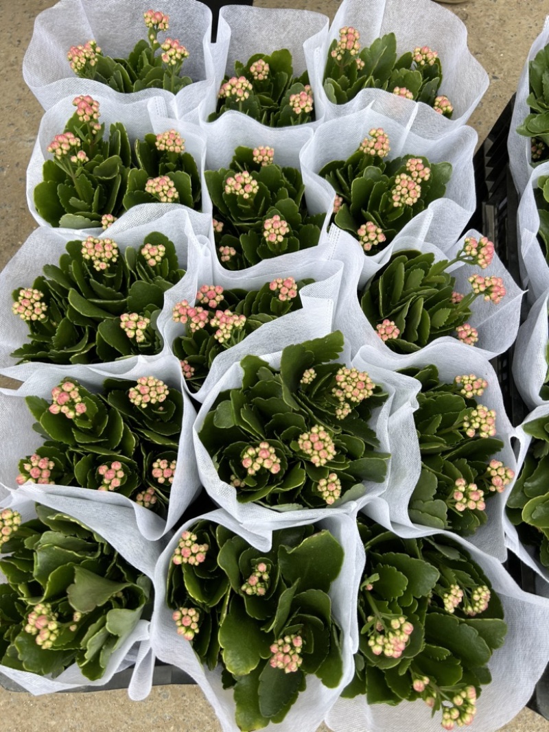 长寿花四季开花带花苞发货