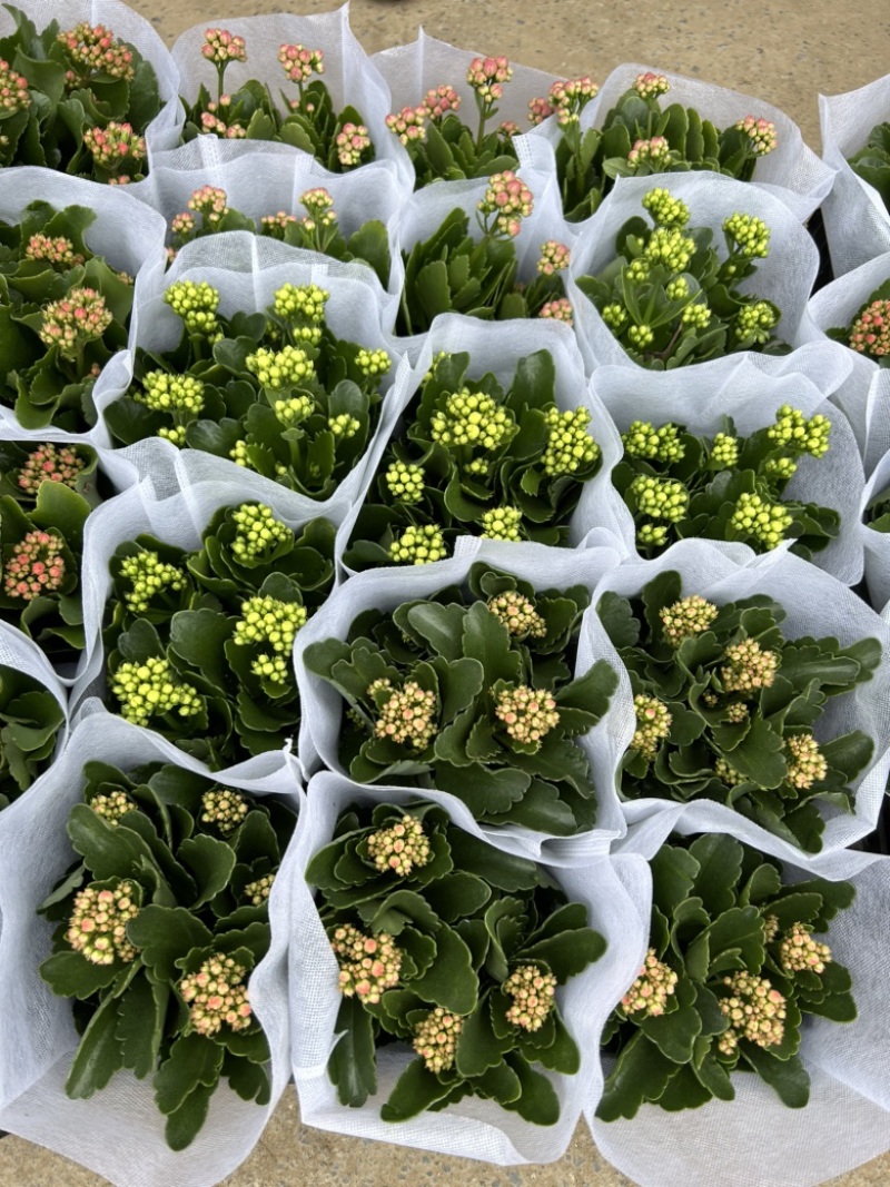 长寿花四季开花带花苞发货