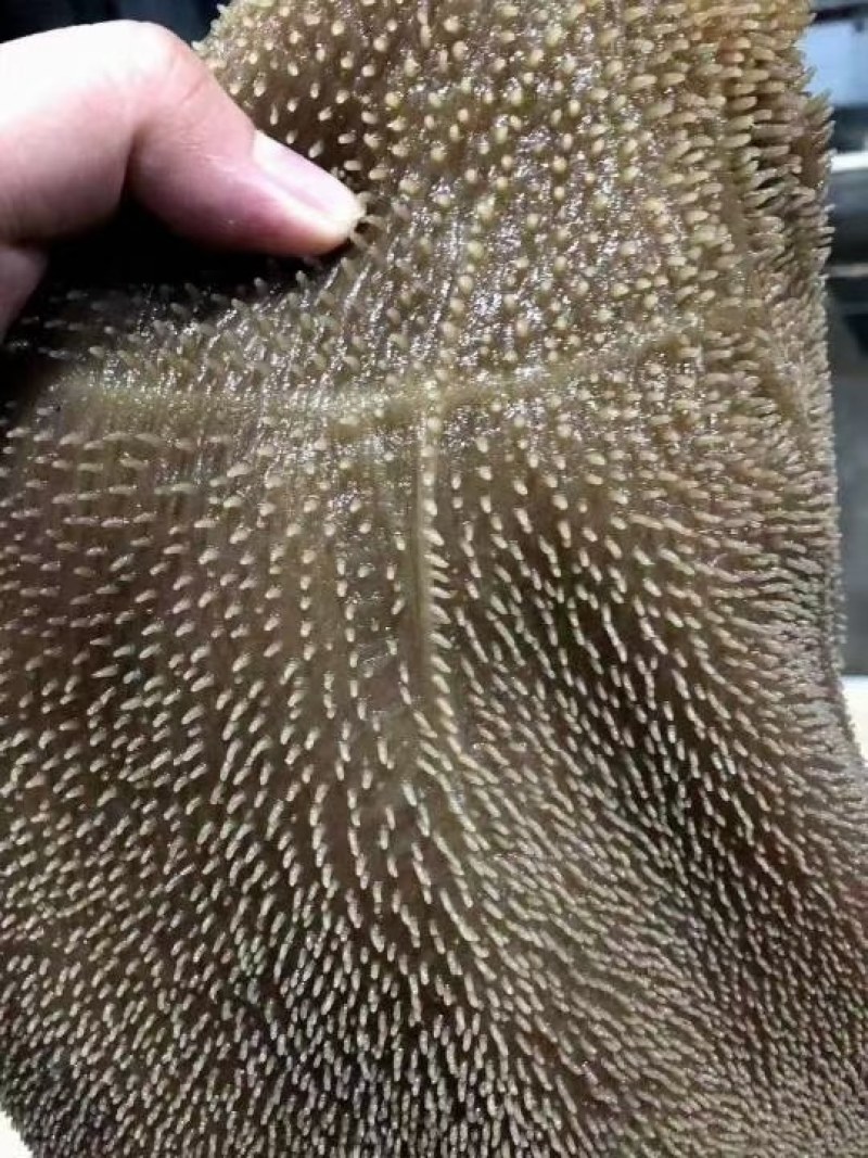 清真毛肚大叶片（中叶片）