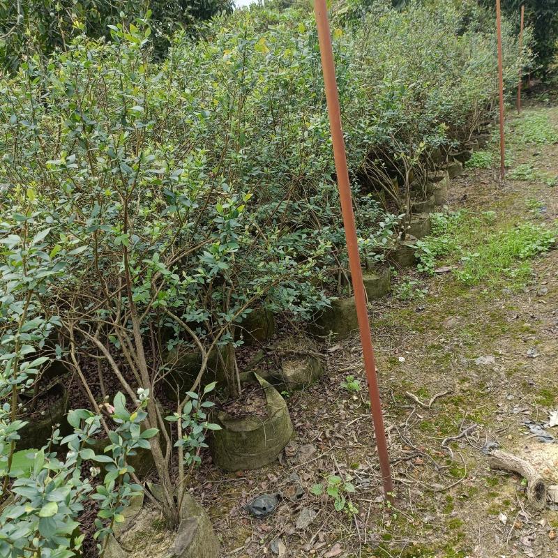 蓝莓树苗庭院盆栽果树苗当年开花结果耐寒好养
