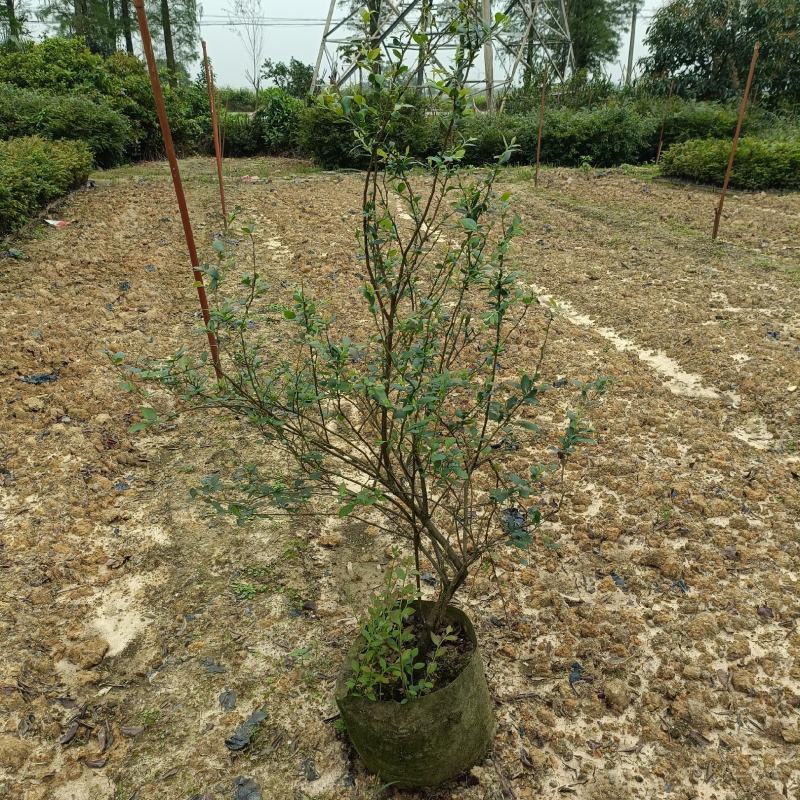 蓝莓树苗庭院盆栽果树苗当年开花结果耐寒好养