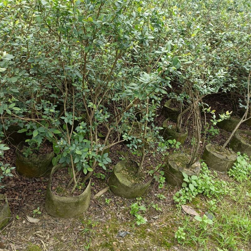 蓝莓树苗庭院盆栽果树苗当年开花结果耐寒好养