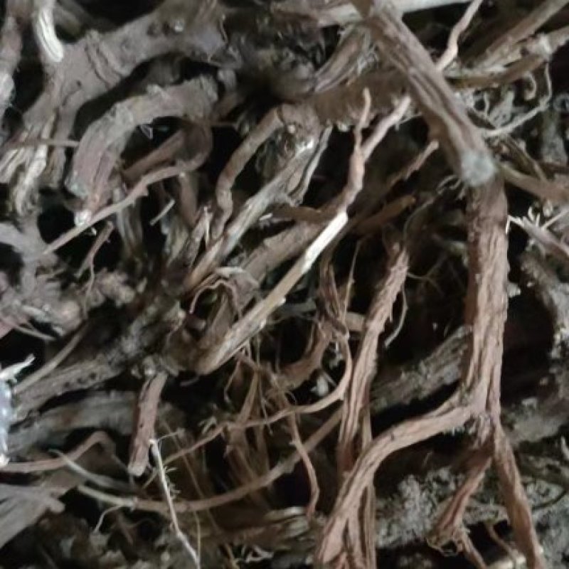 河北柴胡品质保证诚信经营欢迎联系药材基地全国发货量大优惠