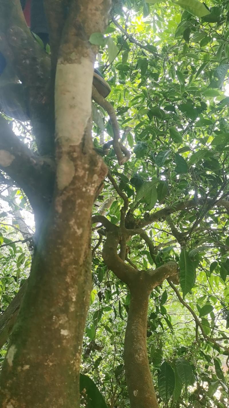 云南普洱茶