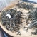 云南普洱茶