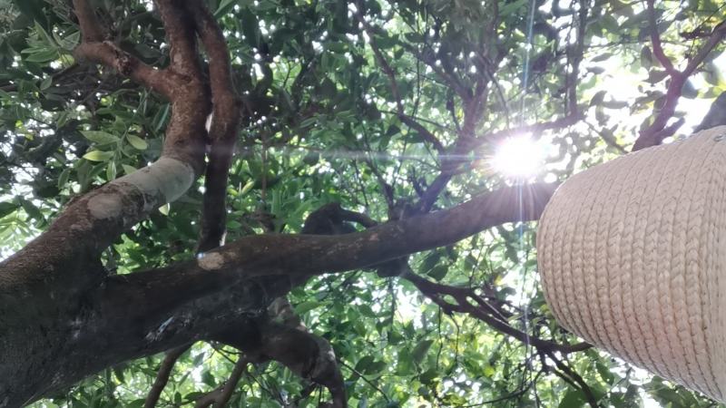 云南普洱茶