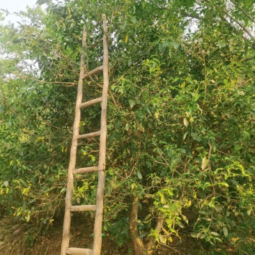 云南普洱茶