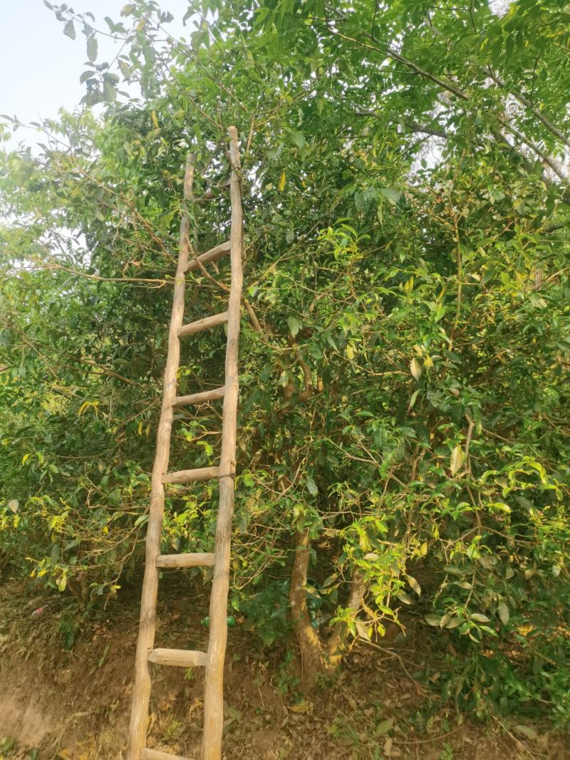 云南普洱茶