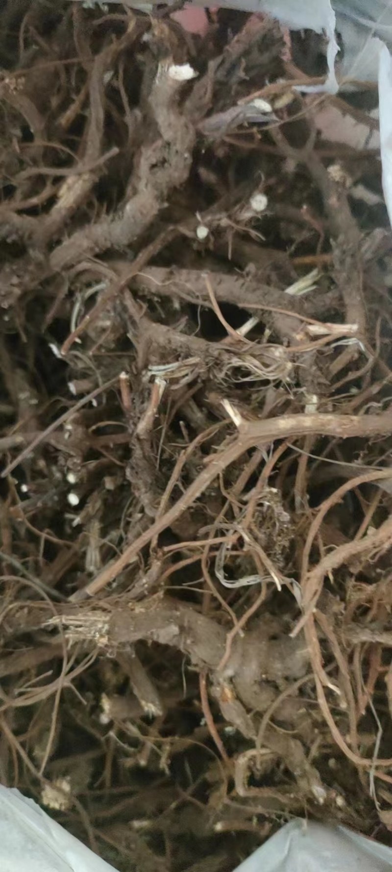 河北柴胡品质保证诚信经营欢迎联系药材基地全国发货量大优惠