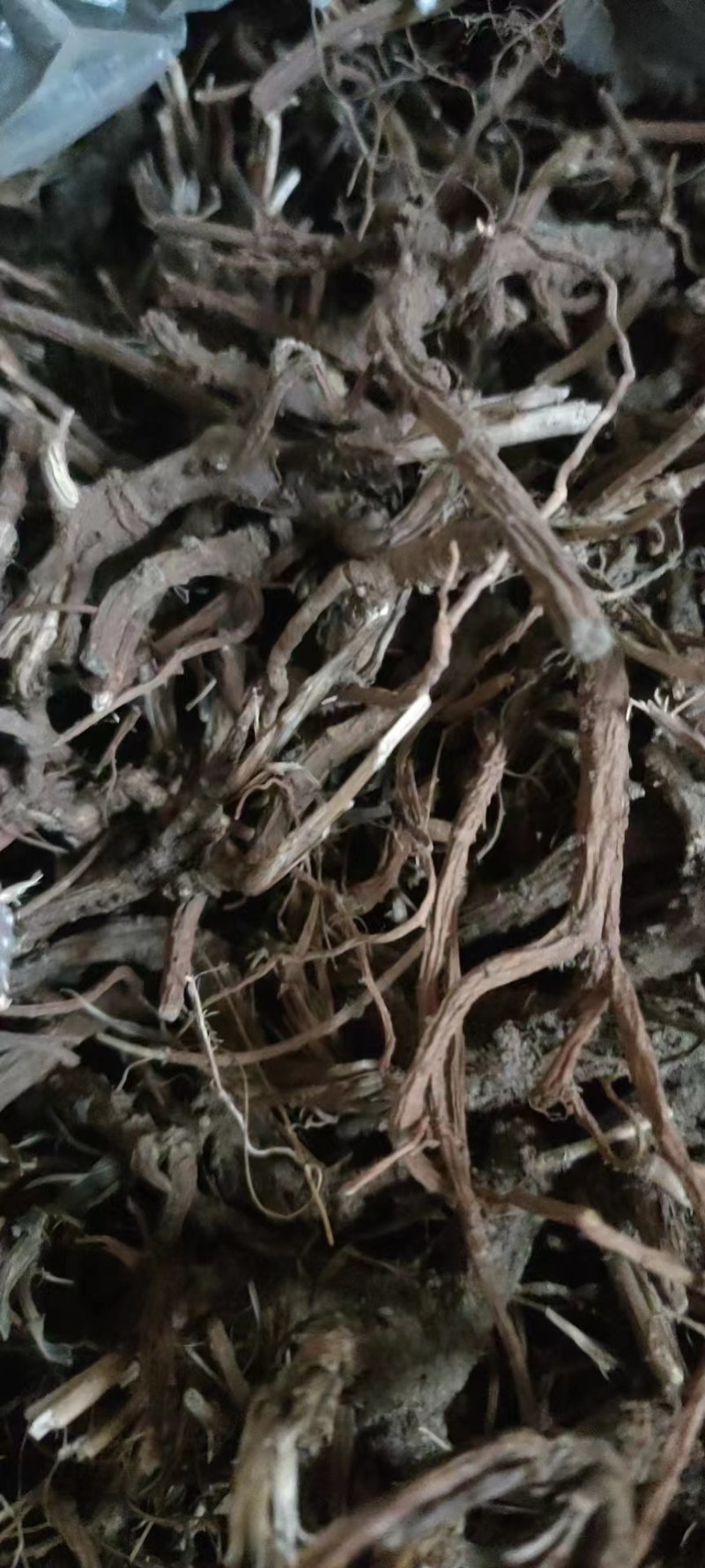 河北柴胡品质保证诚信经营欢迎联系药材基地全国发货量大优惠