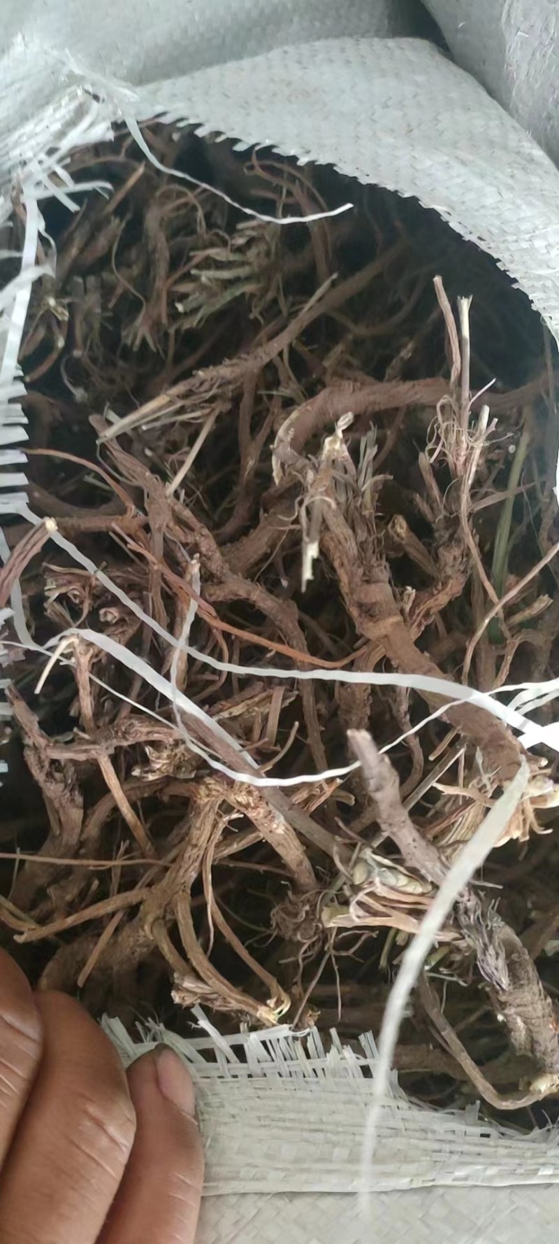 河北柴胡品质保证诚信经营欢迎联系药材基地全国发货量大优惠