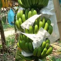 海南精品香蕉特价三包货