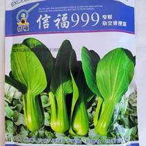 上海青种子小油菜种子青梗菜种子
