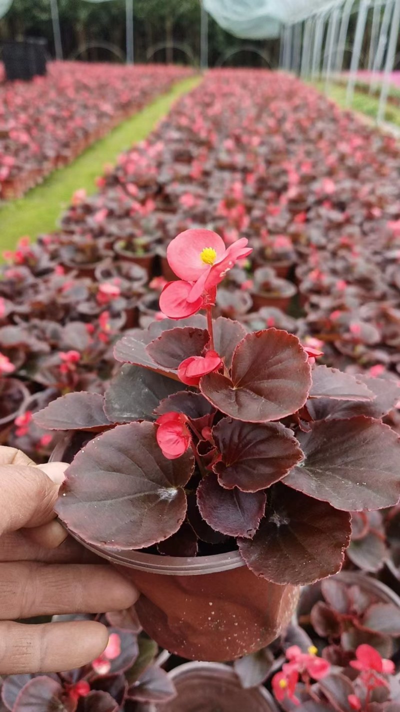 四季海棠双色杯小杯基地直销成都货源充足，规格齐全