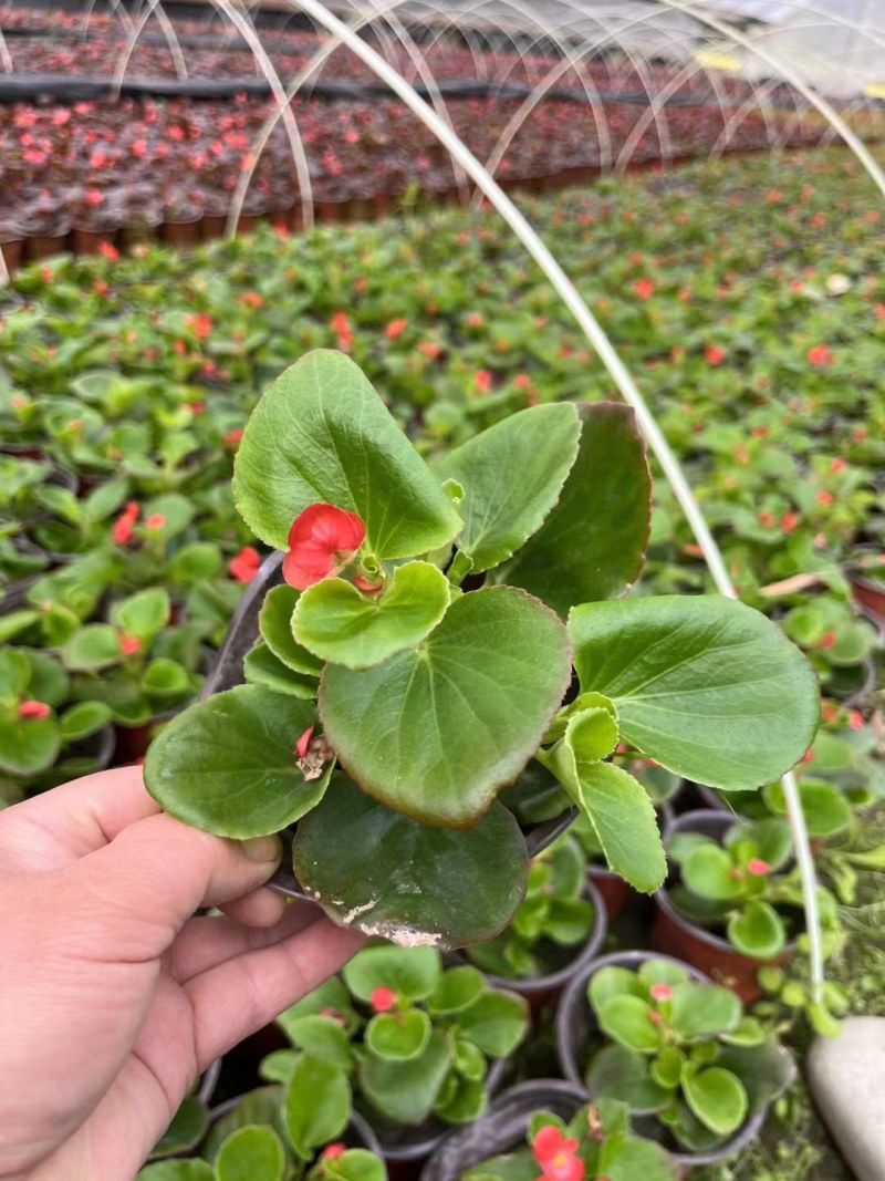 四季海棠双色杯小杯基地直销成都货源充足，规格齐全