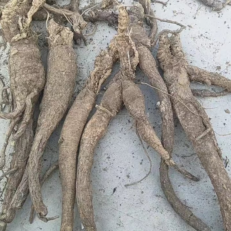 河北芍药根品质保证诚信经营欢迎联系药材基地量大优惠