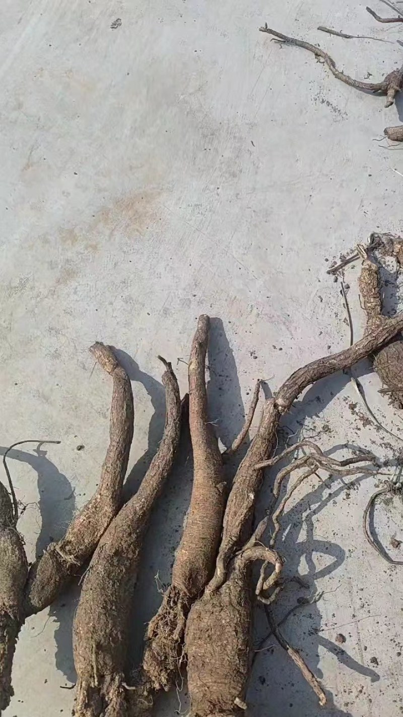 河北芍药根品质保证诚信经营欢迎联系药材基地量大优惠