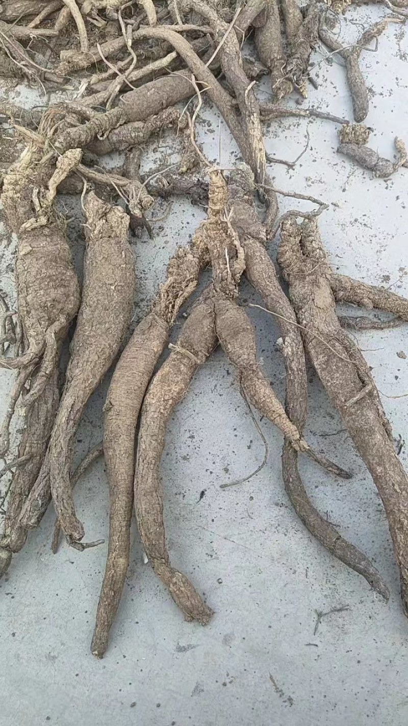 河北芍药根品质保证诚信经营欢迎联系药材基地量大优惠