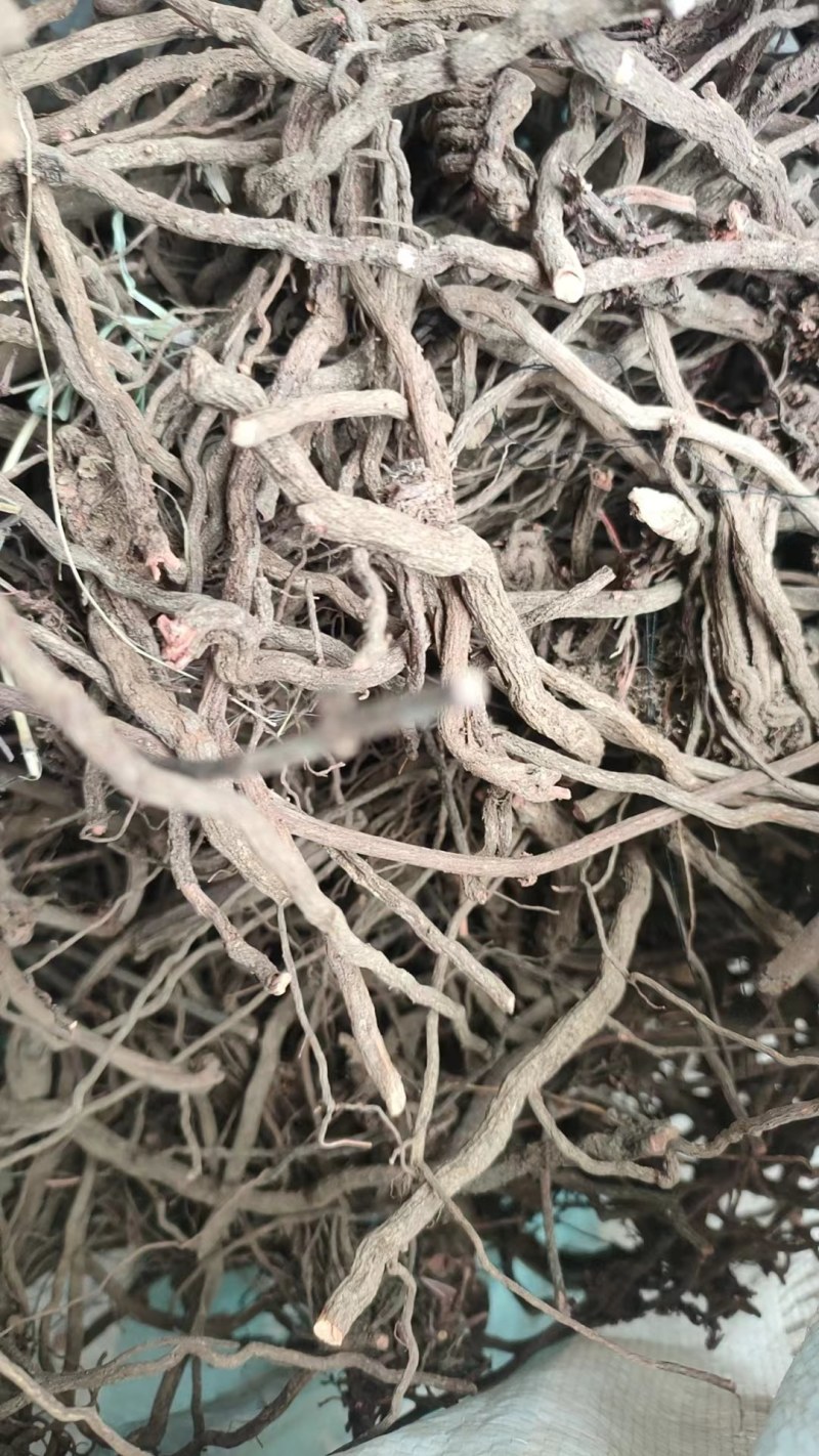 河北芍药根品质保证诚信经营欢迎联系药材基地量大优惠