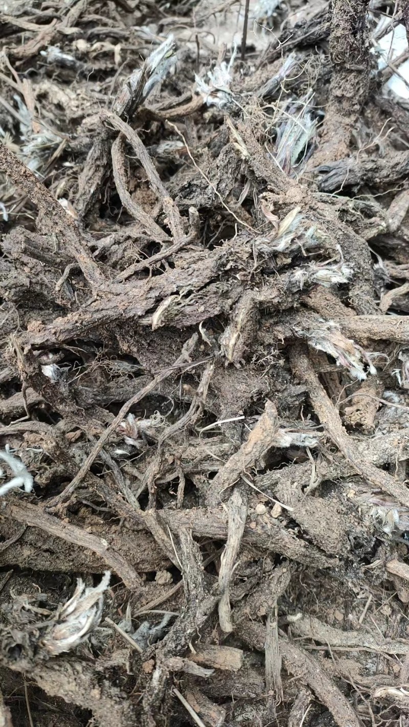 河北芍药根品质保证诚信经营欢迎联系药材基地量大优惠