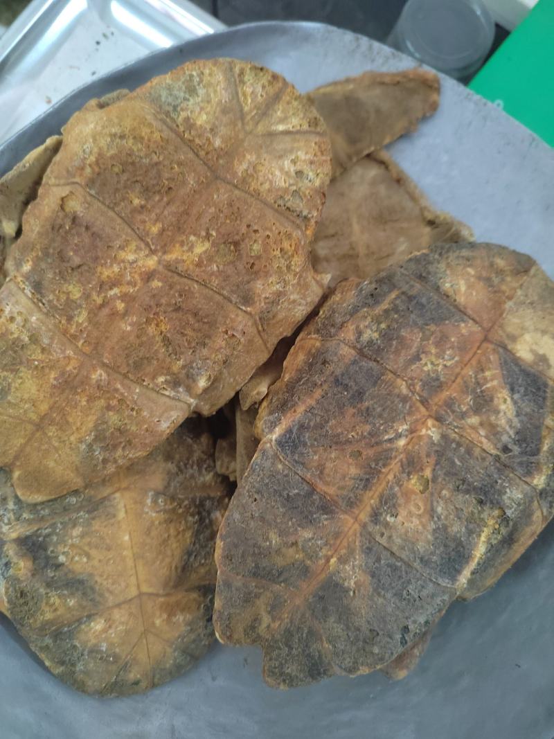 生旱龟板，炙龟板，干货十成干，专注质量，丹丹中药