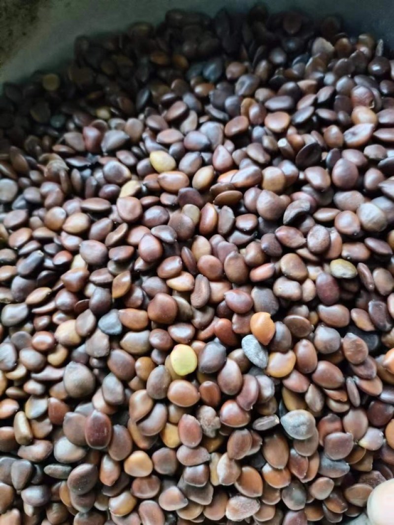 河北皂角籽品质保证诚信经营欢迎联系药材基地量大从优