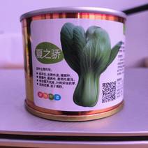 耐热耐湿青梗菜品种，夏之娇上海青种子小油菜种子