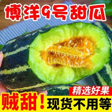 博阳九号甜瓜，精选好果现货直发，品质保证，一手货源