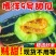 博阳九号甜瓜，精选好果现货直发，品质保证，一手货源