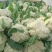【每日推荐】菜花苗松花菜苗花菜苗青梗白面提供种植技术