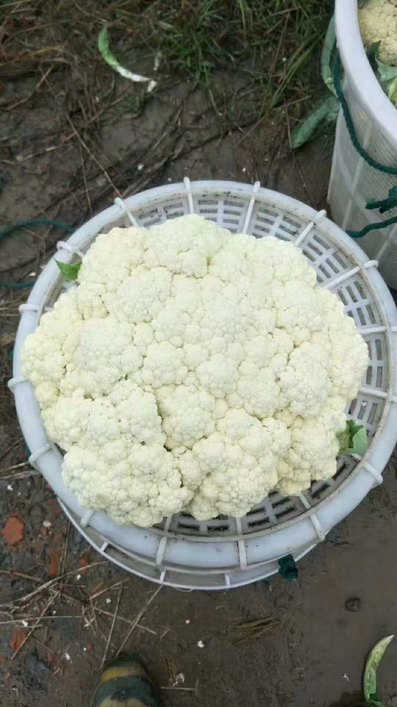【每日推荐】菜花苗松花菜苗花菜苗青梗白面提供种植技术