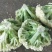 【每日推荐】菜花苗松花菜苗花菜苗青梗白面提供种植技术